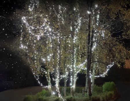 Killarney Memory Tree 